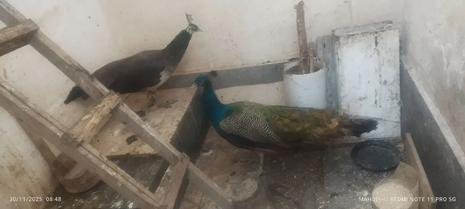 طاووس|پرنده|مشهد, انقلاب|دیوار