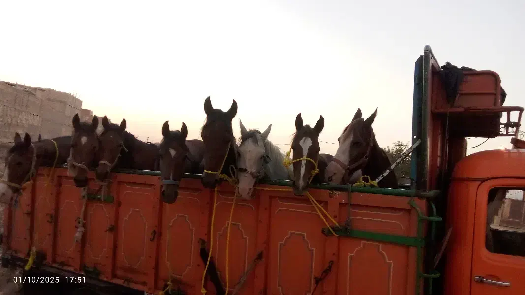 خرید فروش اسب|اسب و تجهیزات اسبسواری|اصفهان, خاتونآباد|دیوار