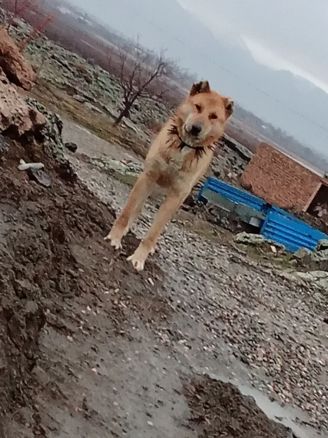 سگ فروشی|سگ|پلدشت, |دیوار