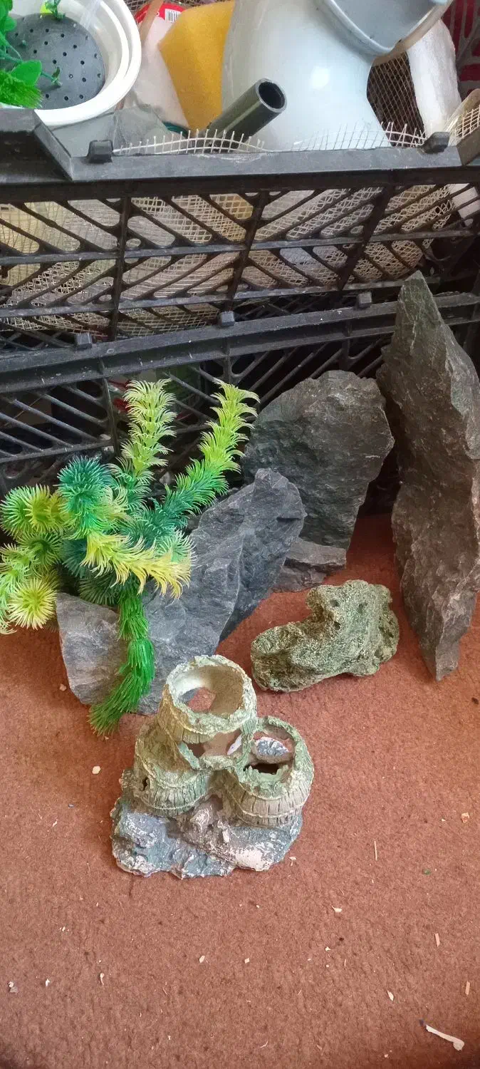 اکواریوم ماهی گوپی تزعینات حلزون|ماهی|اردبیل, |دیوار