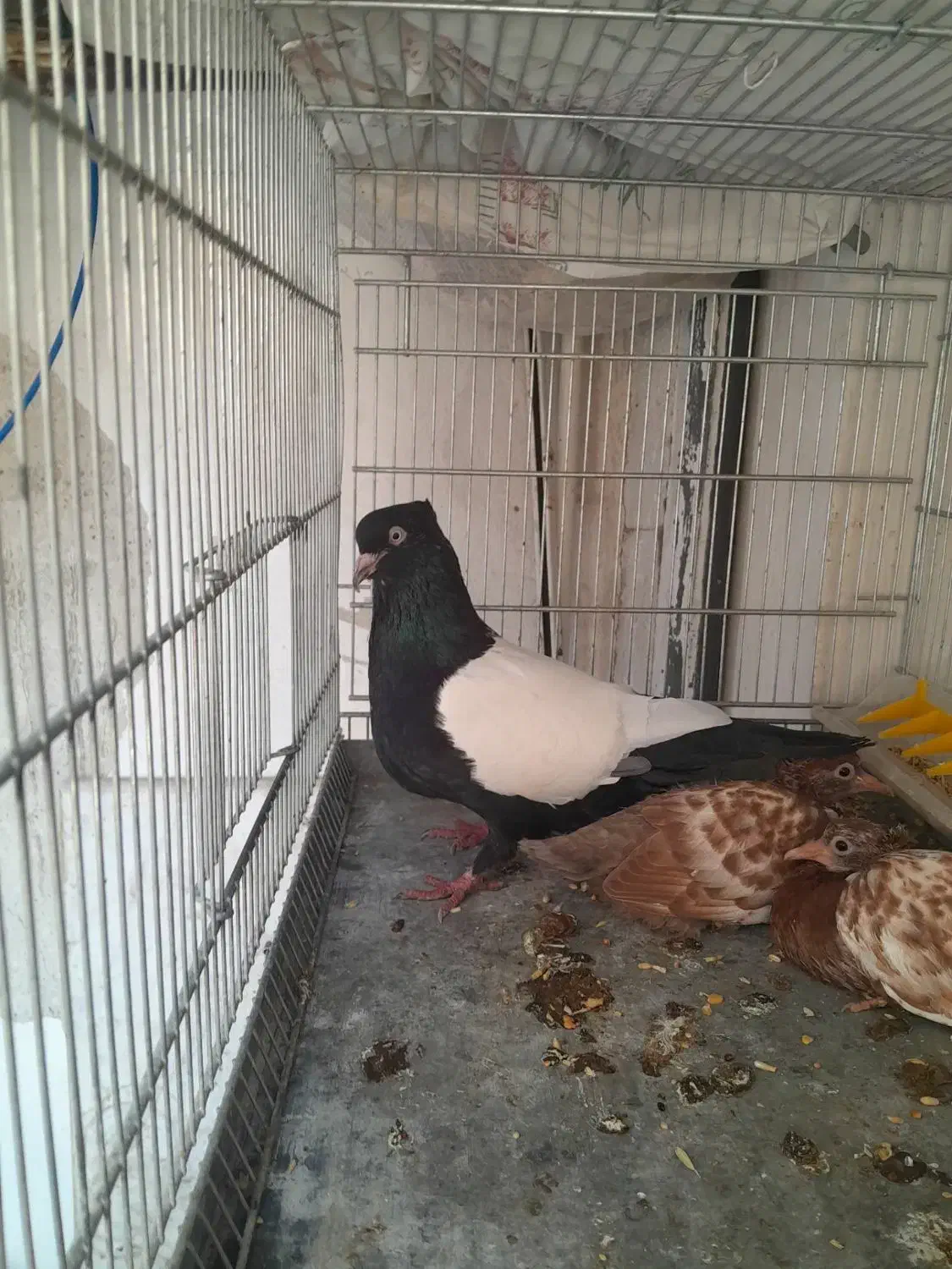 کبوترسرته قهوه ای|پرنده|کرمانشاه, |دیوار