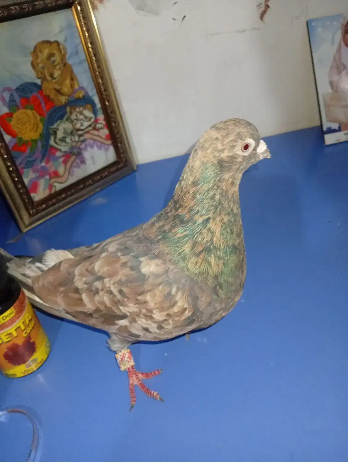 کبوتر گمشده|حیوانات|سنندج, |دیوار