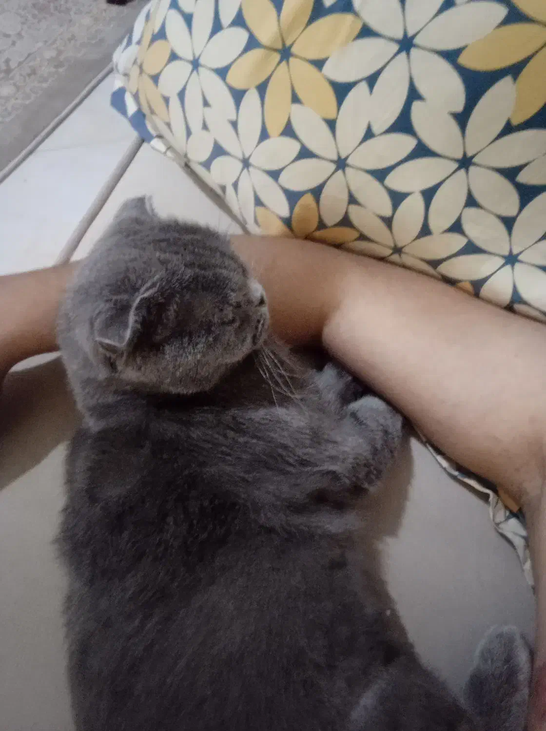 گربه اسکاتیش|گربه|نیشابور, پاستور|دیوار