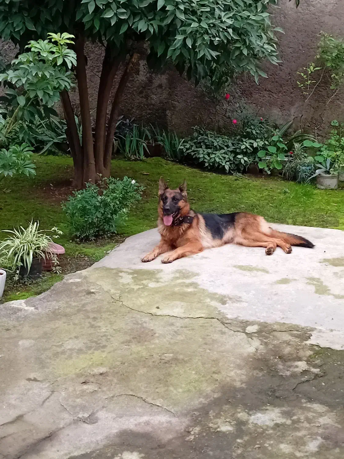 ژرمن شپرد اصیل آماده کشش|سگ|رشت, جانبازان|دیوار