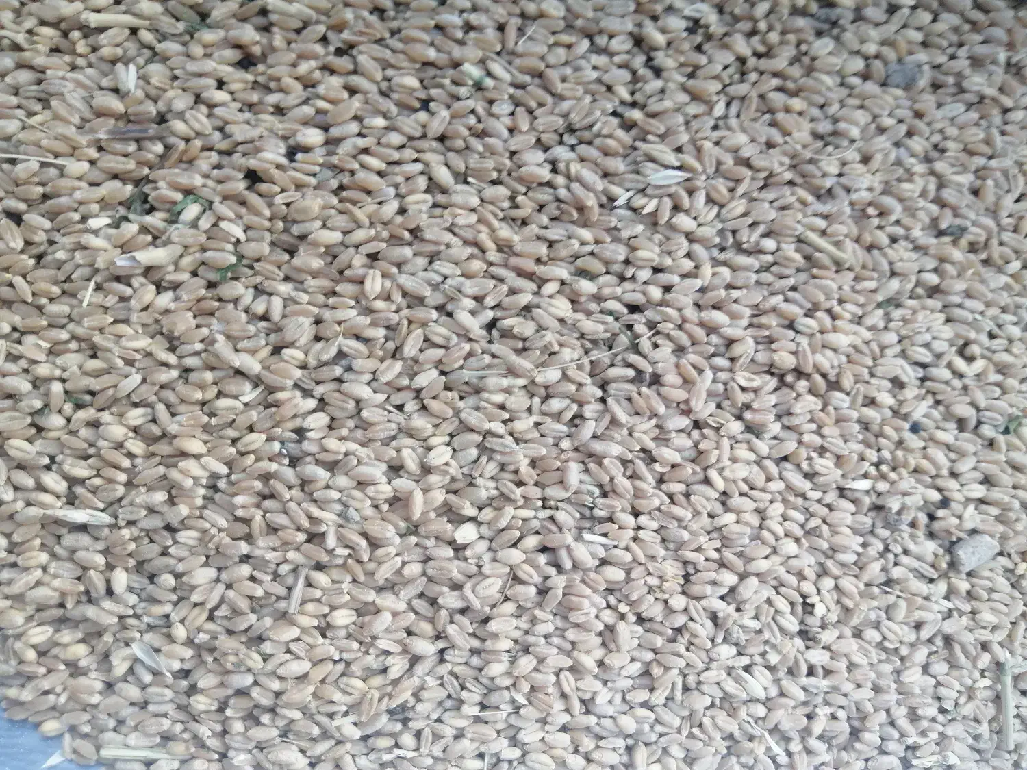 فروش گندم آبی درجه یک|خوردنی و آشامیدنی|گلپایگان, |دیوار