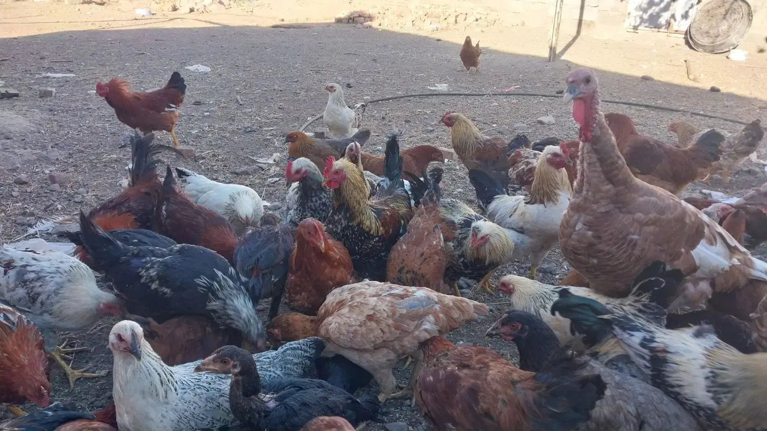 مرغ وخروس محلی|حیوانات مزرعه|کشکسرای, |دیوار