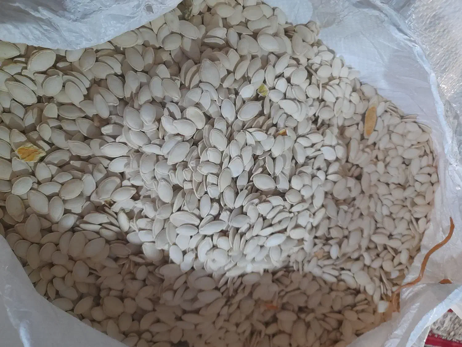 کدو|عمده‌فروشی|شیراز, جوادیه|دیوار