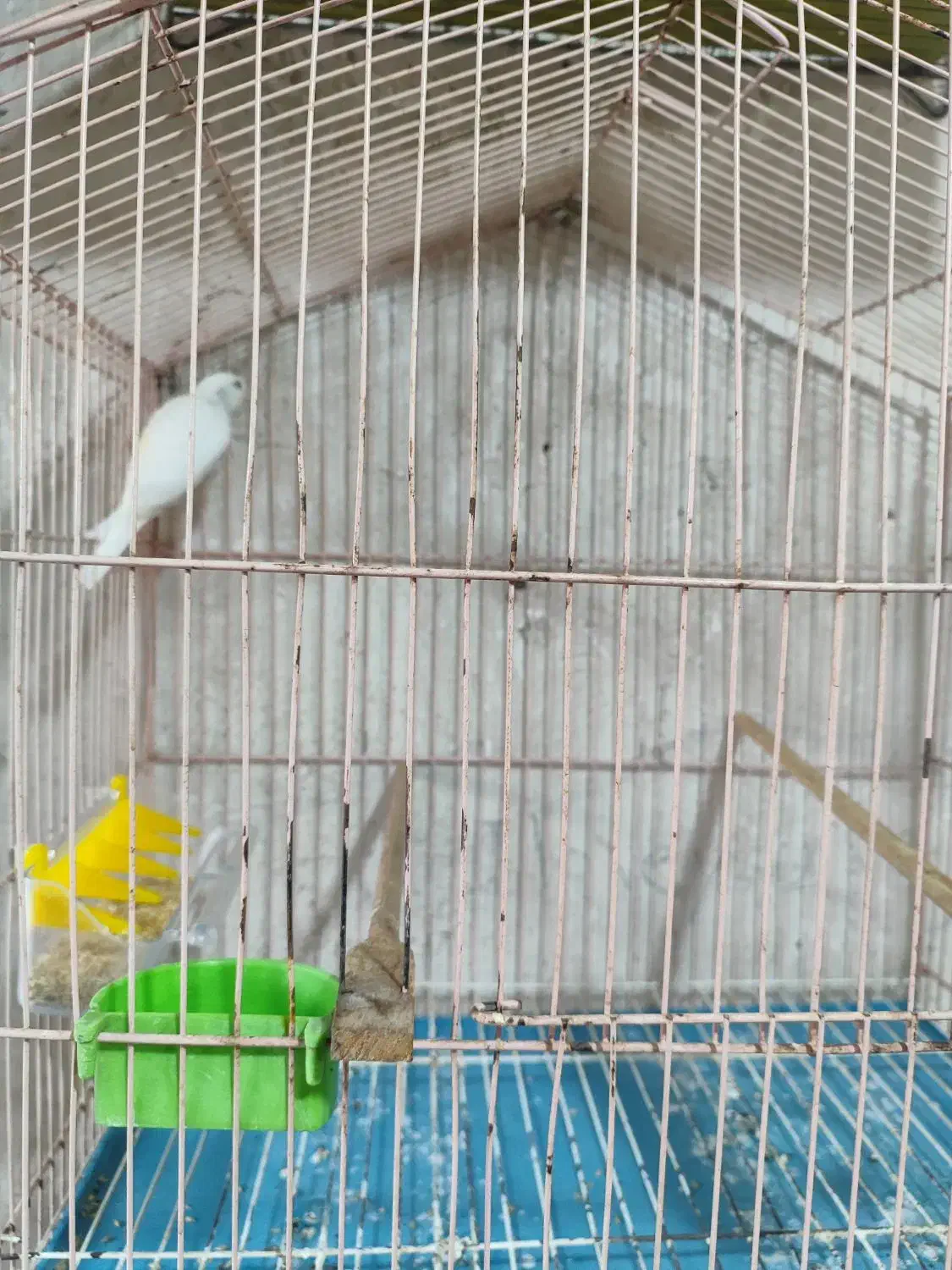 قناری سفید ریز خون|پرنده|خورموج, |دیوار