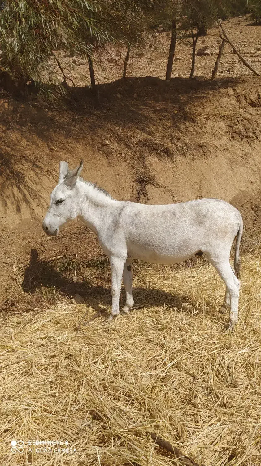 الاغ|حیوانات مزرعه|لوداب, |دیوار