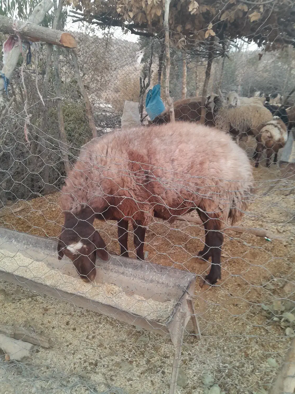 قوچافشاریدرجه ۱|حیوانات مزرعه|رودشت (چهارمحال و بختیاری), |دیوار