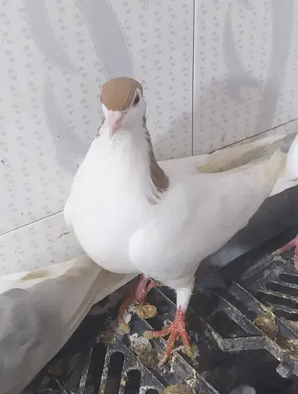 خالتک ماده|حراج|اسفراین, |دیوار