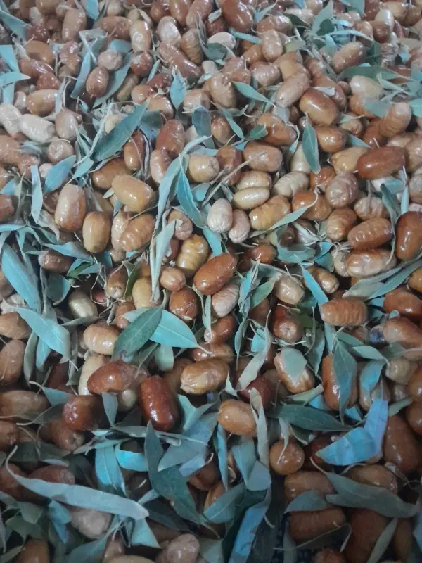 سنجد|خوردنی و آشامیدنی|سلماس, |دیوار