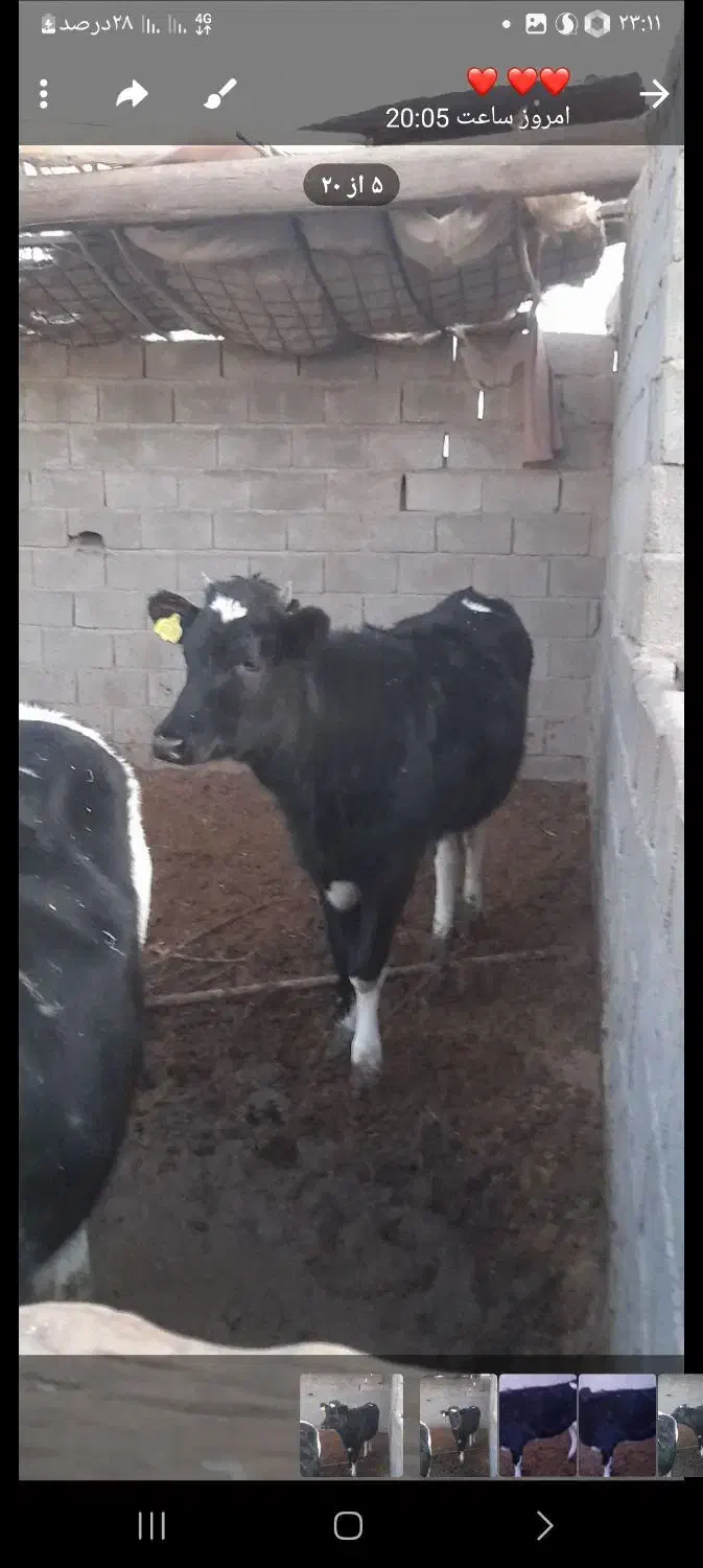 تلیسه داشتی|حیوانات مزرعه|ماهان, |دیوار