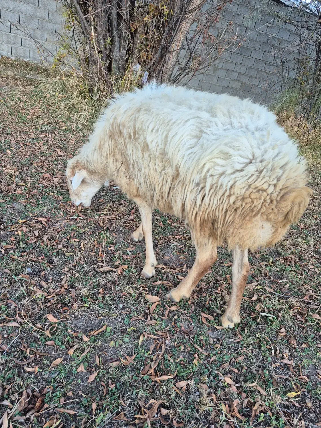 فروش گوسفند|حیوانات مزرعه|اهر, |دیوار