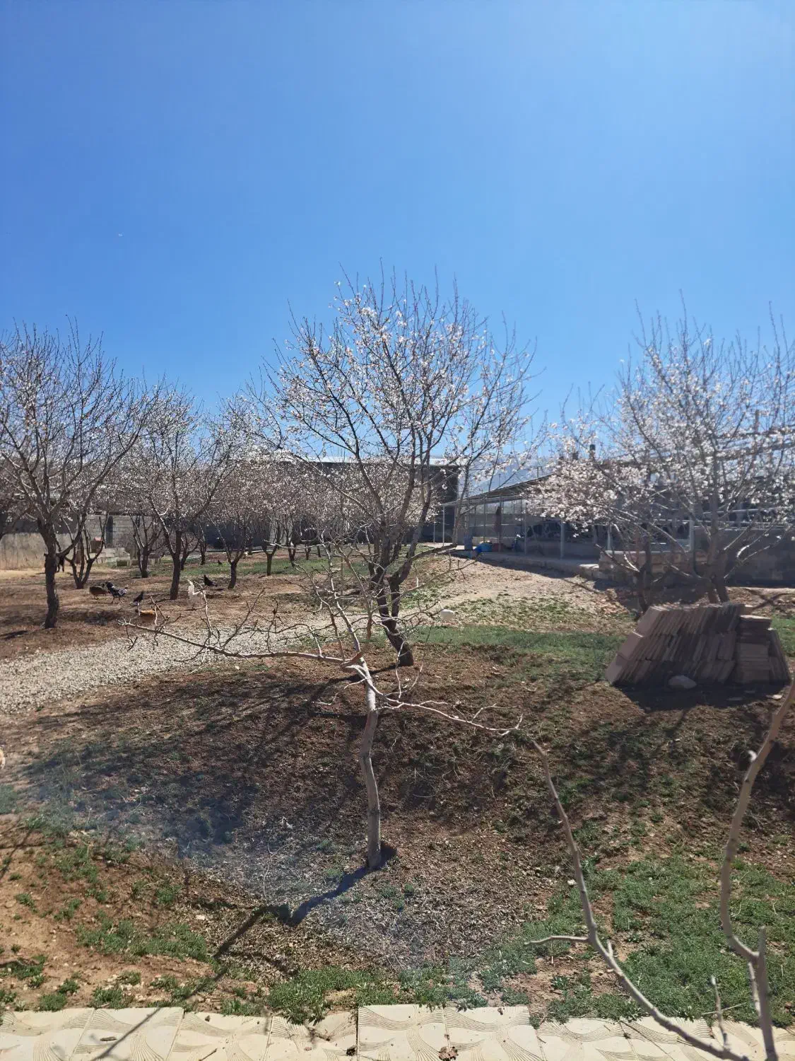 گاوداری فروشی|فروش دفتر صنعتی، کشاورزی، تجاری|لردگان, |دیوار