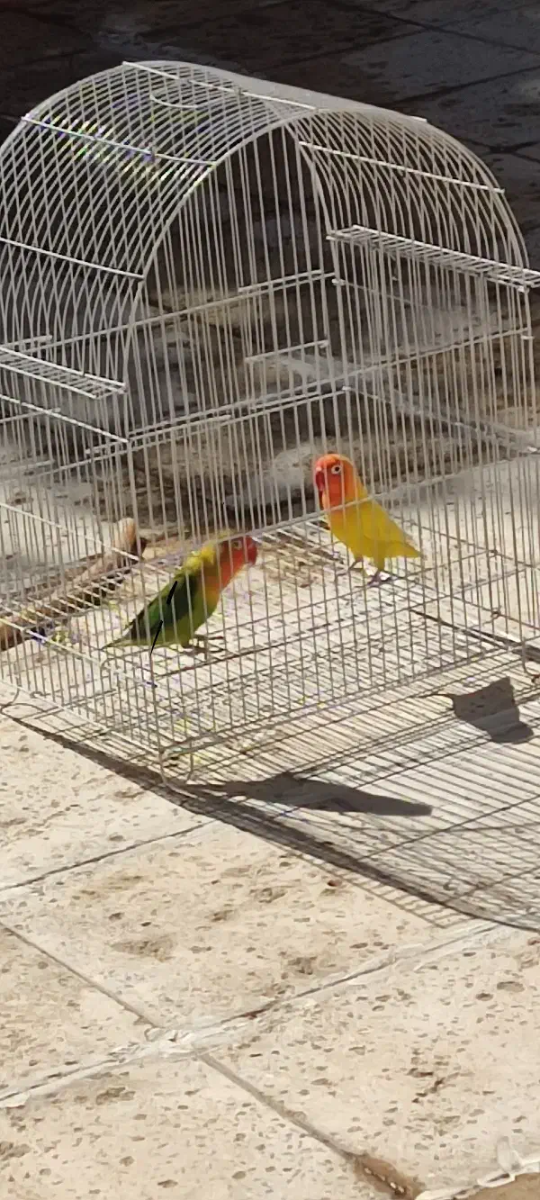 گمشده طوطی برزیلی|حیوانات|الوند, |دیوار