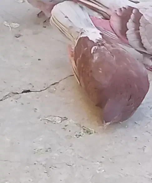 قرمزی نر|پرنده|معصومیه, |دیوار