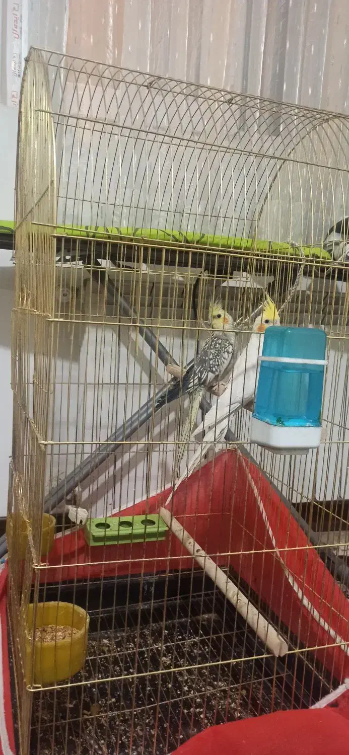 یه جفت عروس هلندی مولد جوان|پرنده|بردسیر, |دیوار