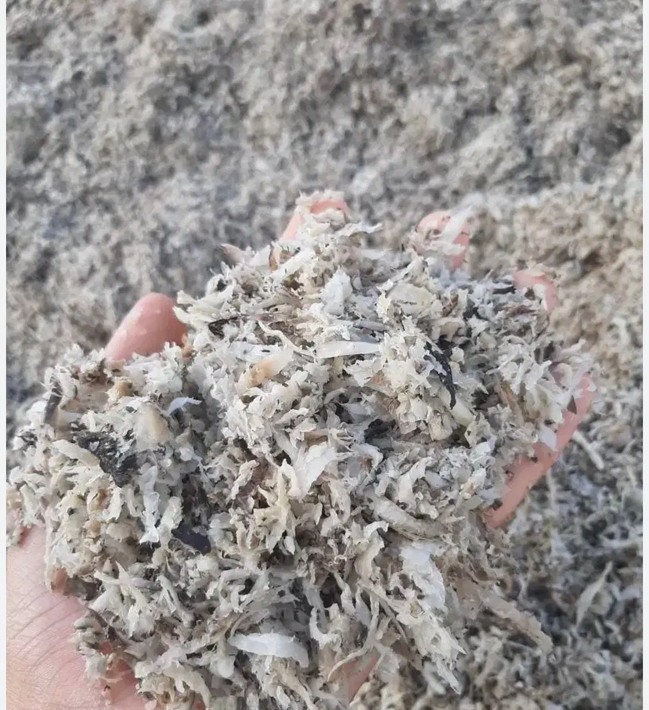 تفاله چغندر خشک و بی آب|عمده‌فروشی|ملایر, |دیوار