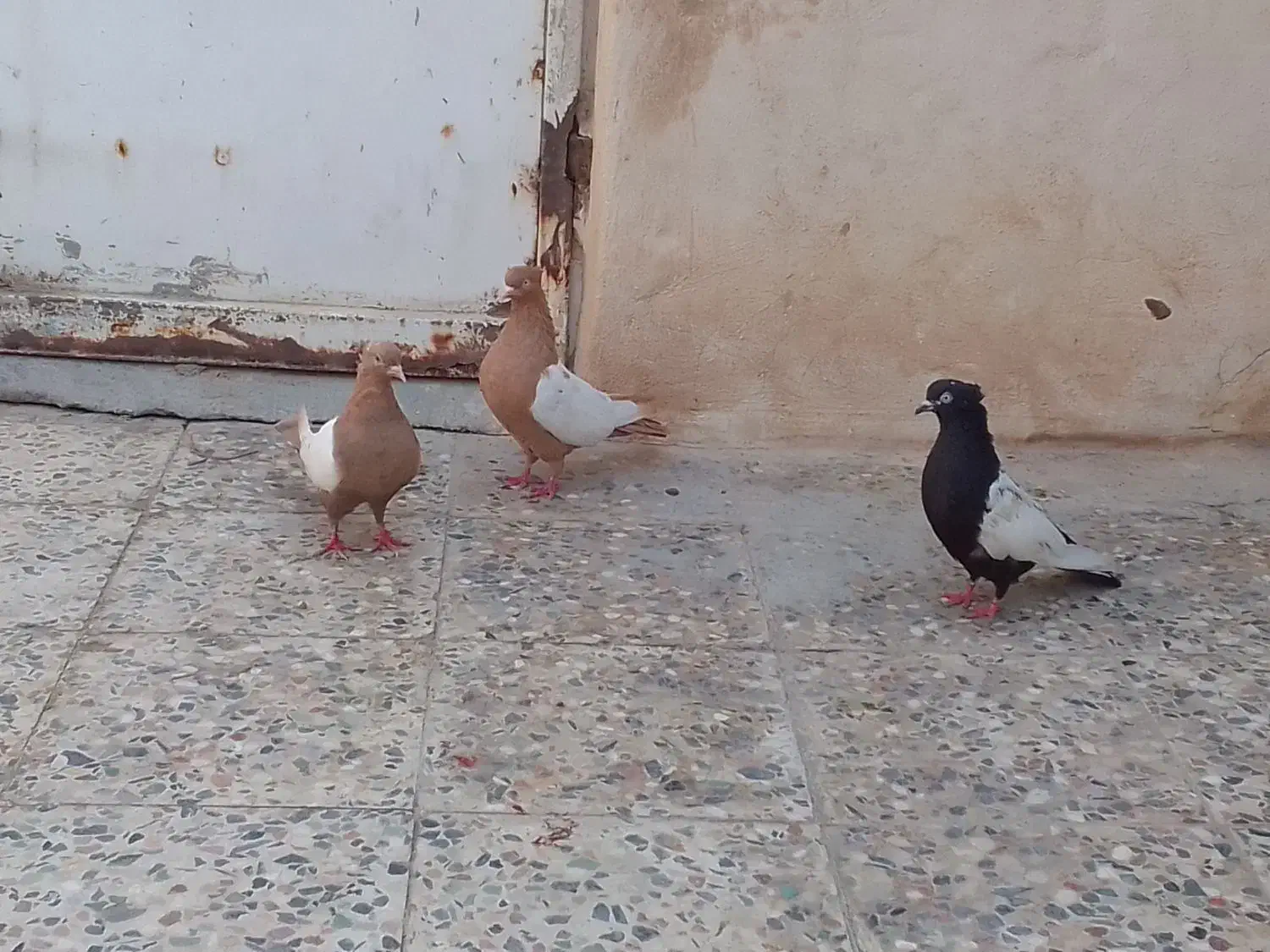 فروش کفتر سینه ای ماده|پرنده|اهواز, بهارستان|دیوار