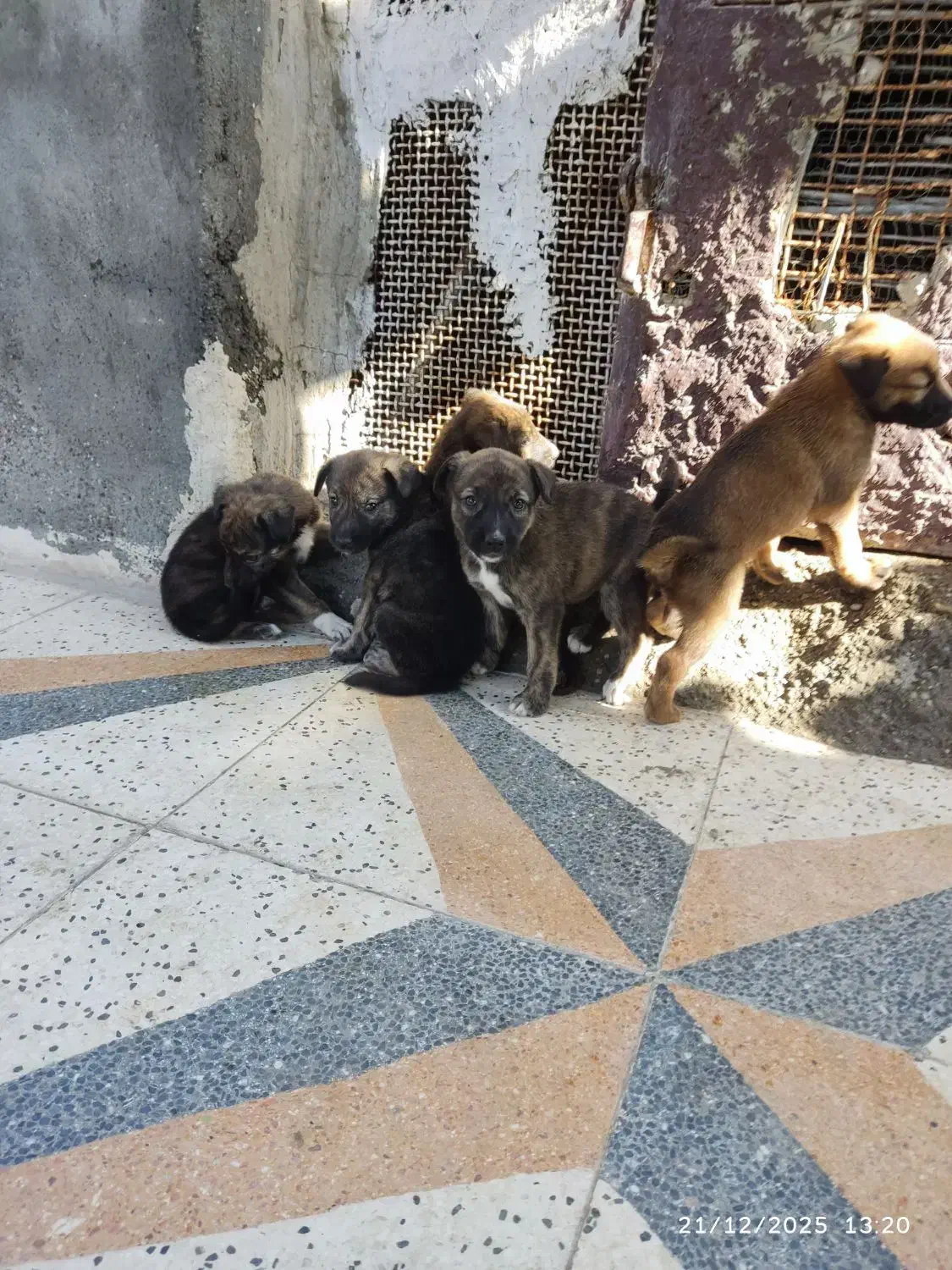 ۲ماه|سگ|میناب, |دیوار