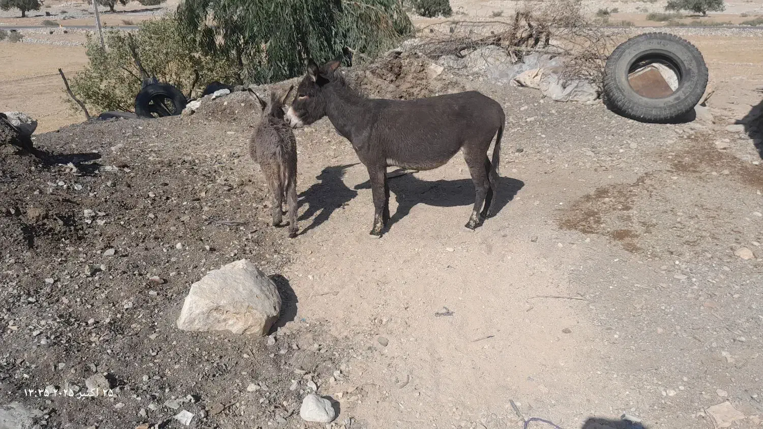 الاغ ماده با کُره ماده..|حیوانات مزرعه|دهدشت, |دیوار