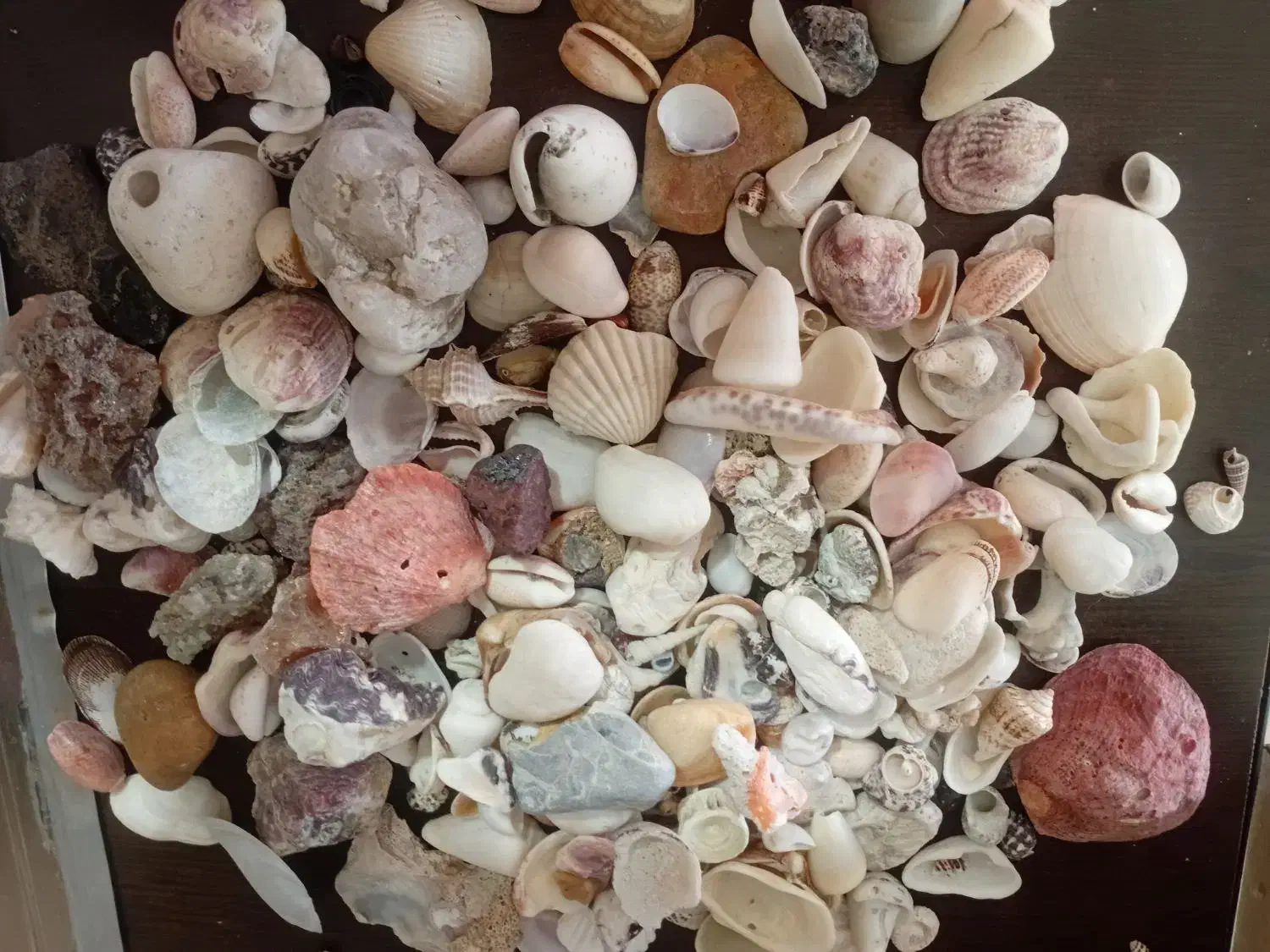 کلکسیون صدف و سنگ|کلکسیون اشیاء عتیقه|محمدیه-قزوین, |دیوار