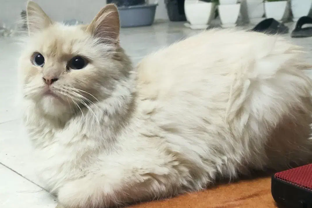 گم شدن گربه|حیوانات|شیروان (خراسان), |دیوار