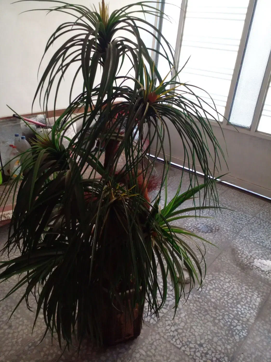 نخل تزیینی شیک خاص قیمت علی زدم|گل مصنوعی|شیراز, کوشک میدان|دیوار