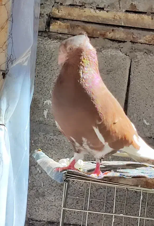 کبوتر|پرنده|مسجد سلیمان, |دیوار