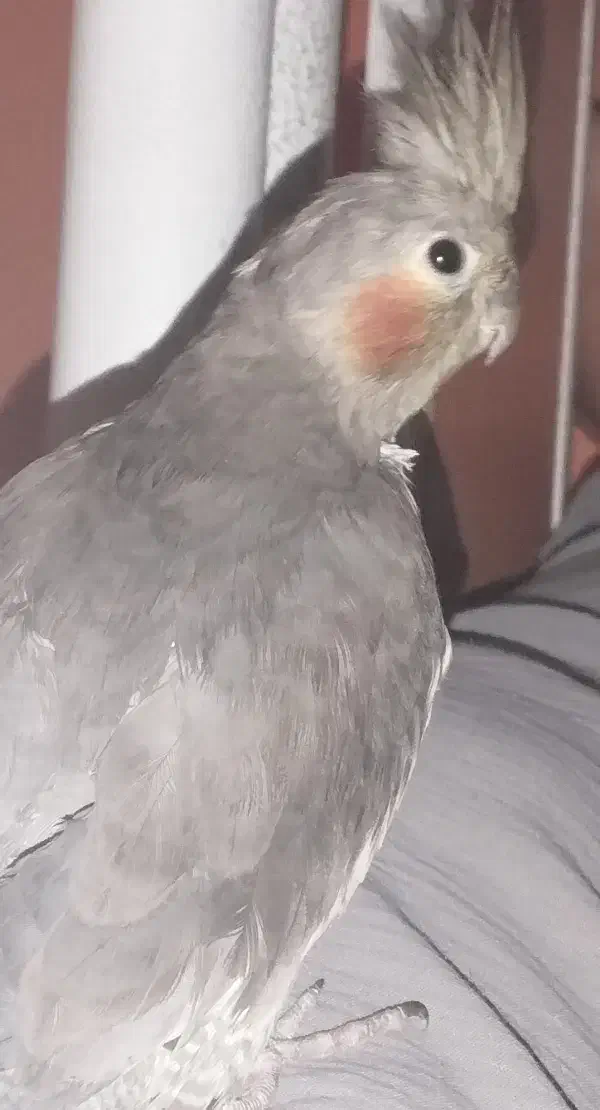 گم شده|حیوانات|سبزوار, سجاد|دیوار