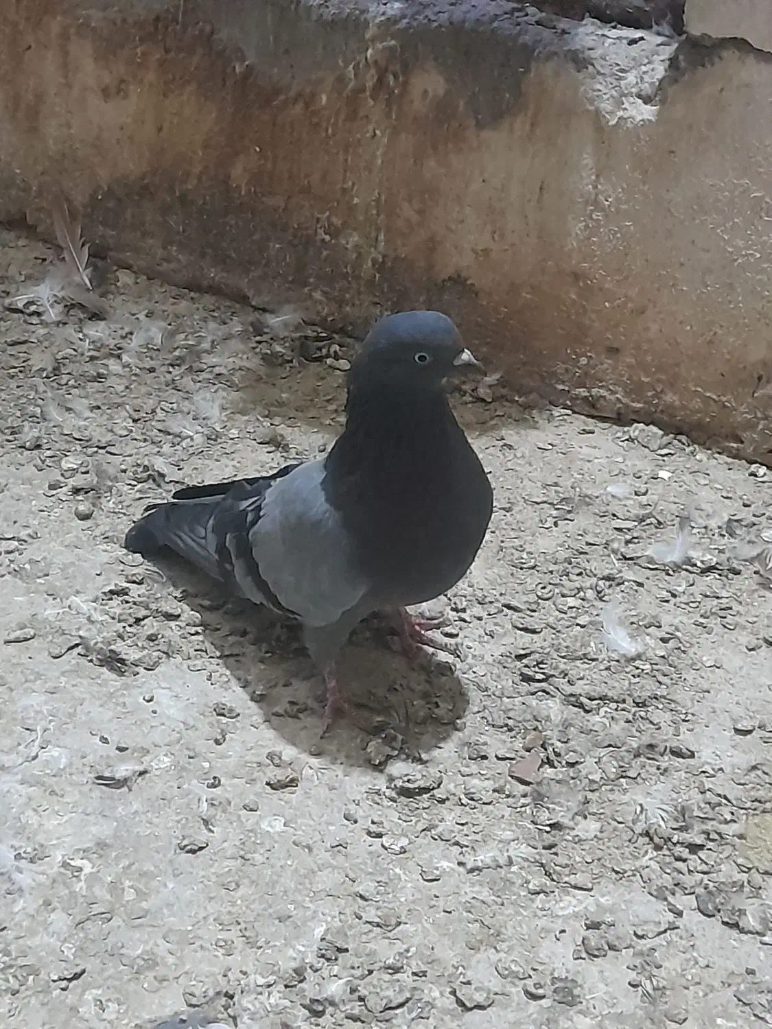 دوعدد گرفتنی|پرنده|آبادان, |دیوار