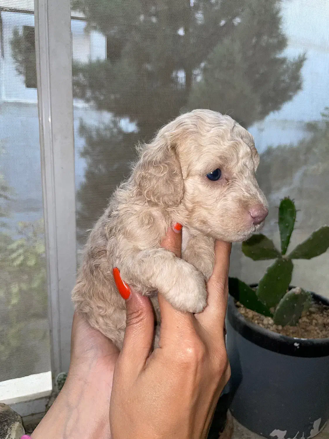 تاینی توی پودل|سگ|تهران, درختی|دیوار