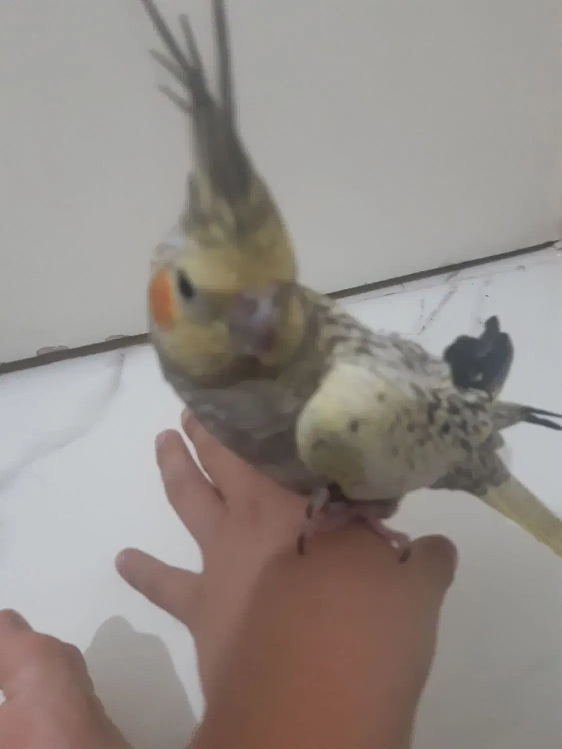 عروس هلندی  ۴ماه دون خور|پرنده|تهران, وحیدیه|دیوار