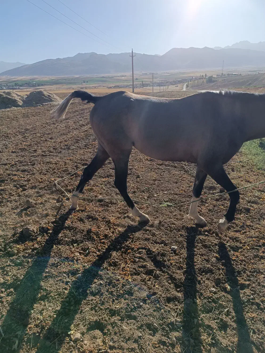 گمشده|حیوانات|الیگودرز, |دیوار