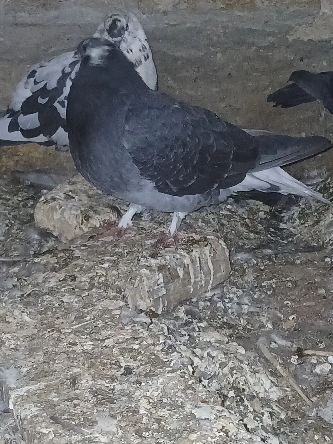 کبوتر کله برنجی تخت دم|پرنده|فارسان, |دیوار