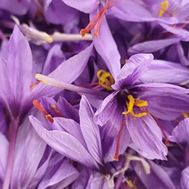 زعفران|خوردنی و آشامیدنی|رشت, رشتیان|دیوار