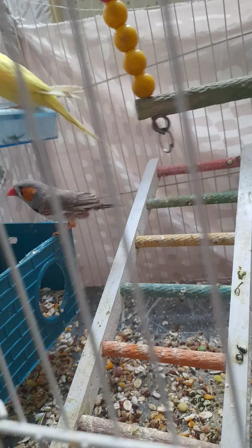 مرغ دستی و فنچ معاوضه با انگشتر نقره|پرنده|مشهد, فدک|دیوار
