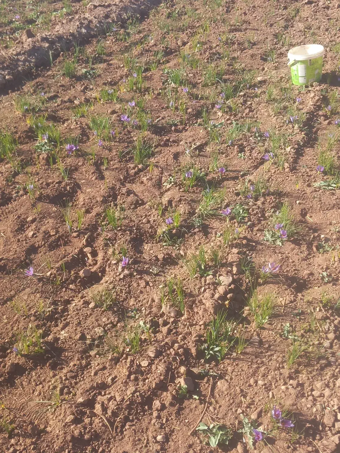 زمین کشاورزی|فروش زمین و ملک کلنگی|تربت‌حیدریه, مسجد جامع|دیوار