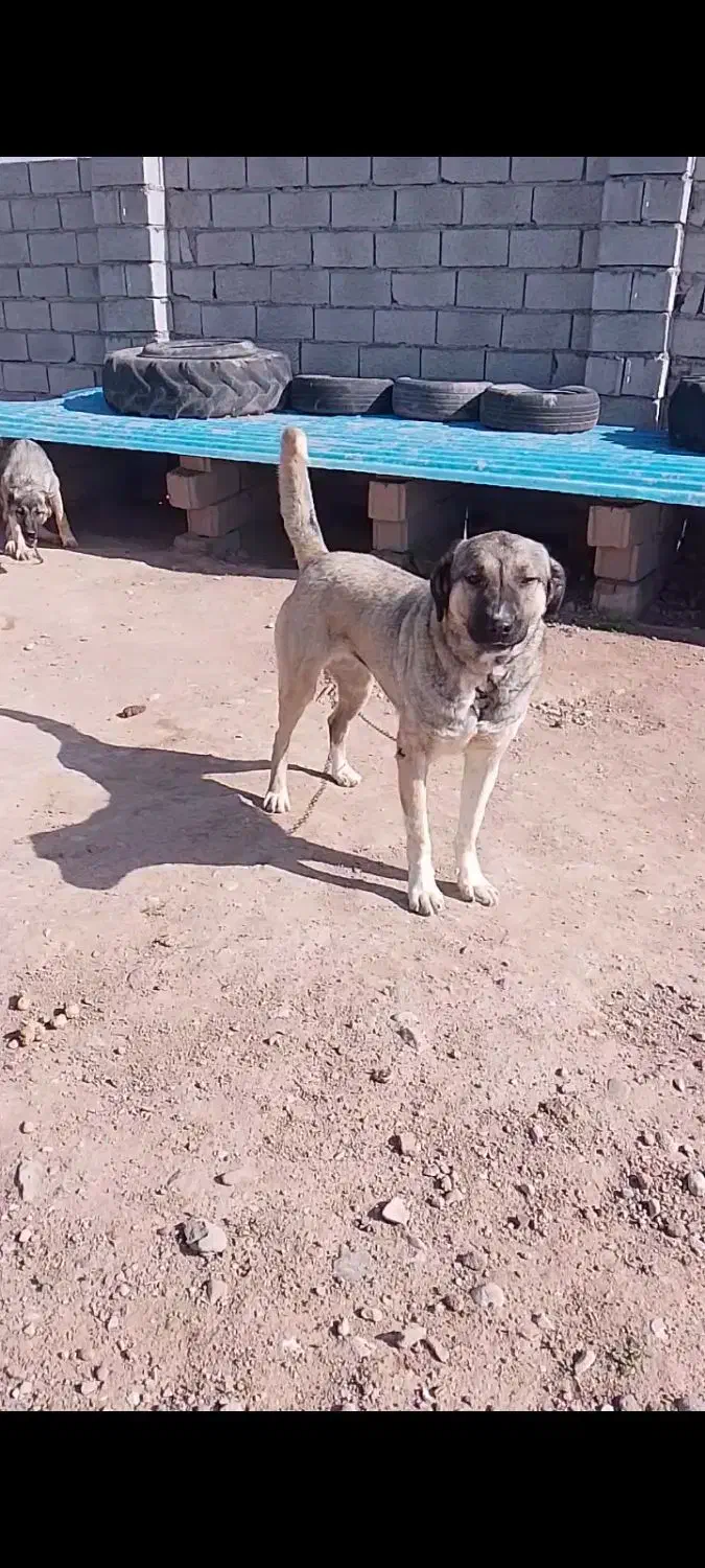 ماده عراق اصل|سگ|ورزقان, |دیوار