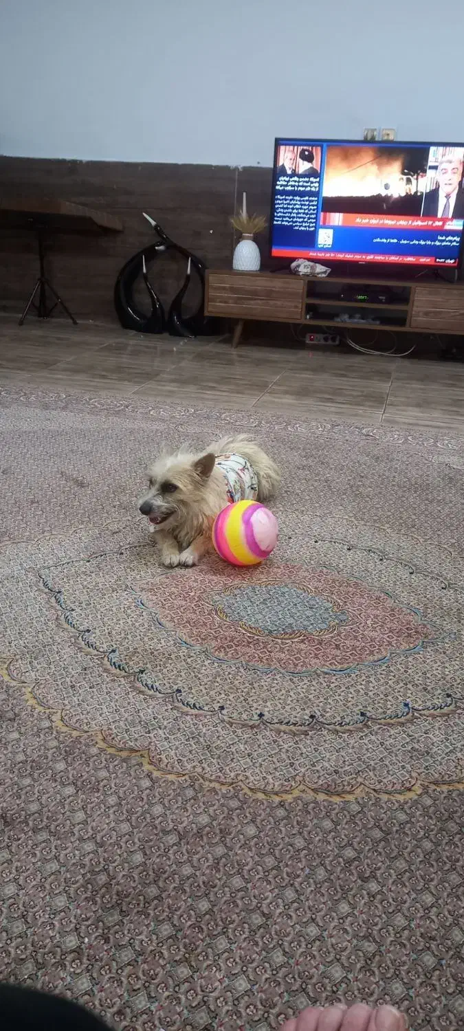 سگ پا کوتاه|سگ|بجنورد, |دیوار