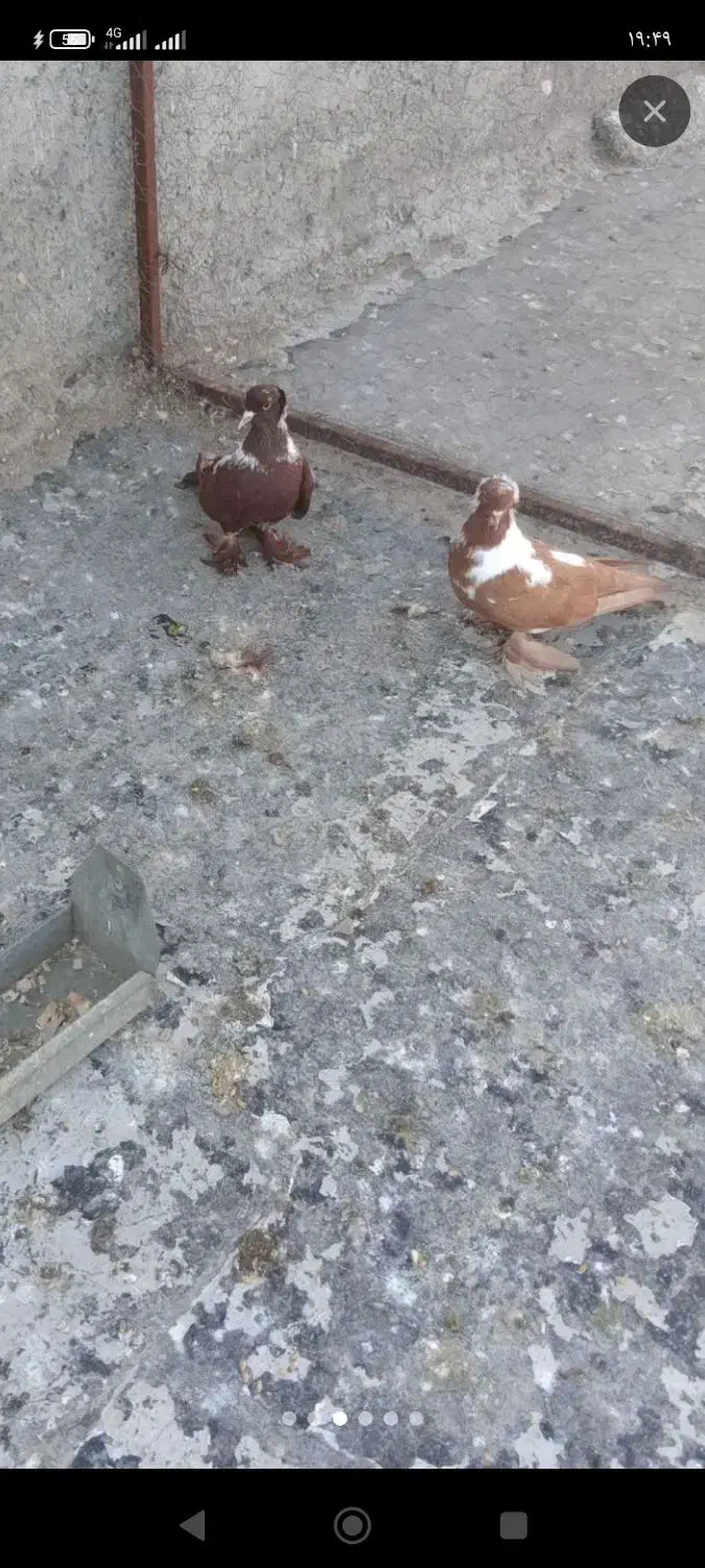 ککیلی|پرنده|اردبیل, |دیوار