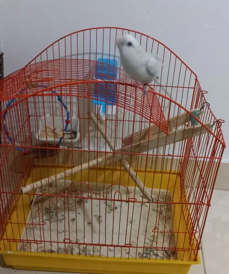 عروس هلندی (کوتوله ی برزیلی)|پرنده|بندرعباس, |دیوار