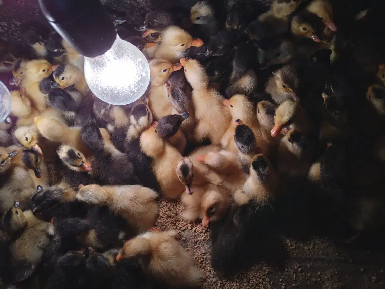 جوجه اردک|حیوانات مزرعه|آستارا, |دیوار