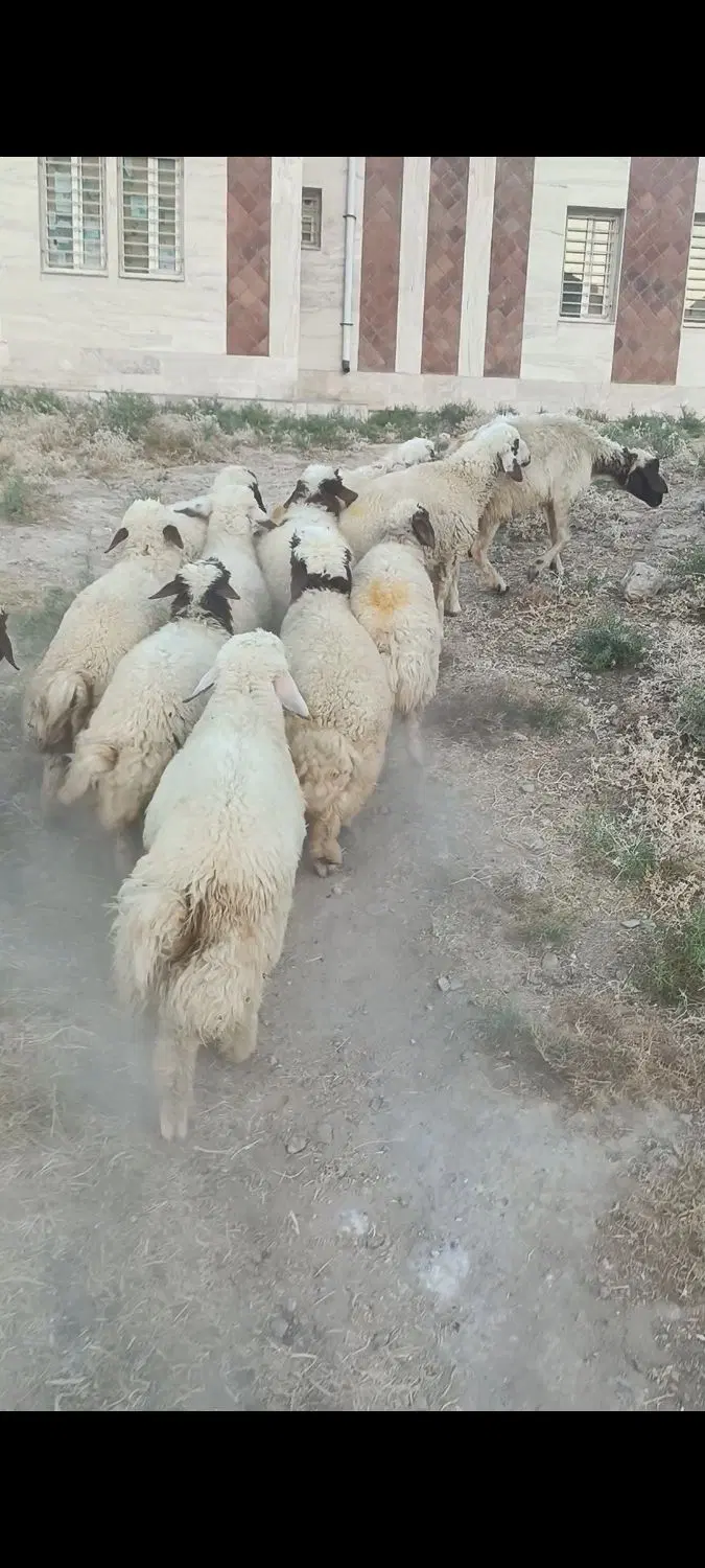 بره|حیوانات مزرعه|دره شهر, |دیوار