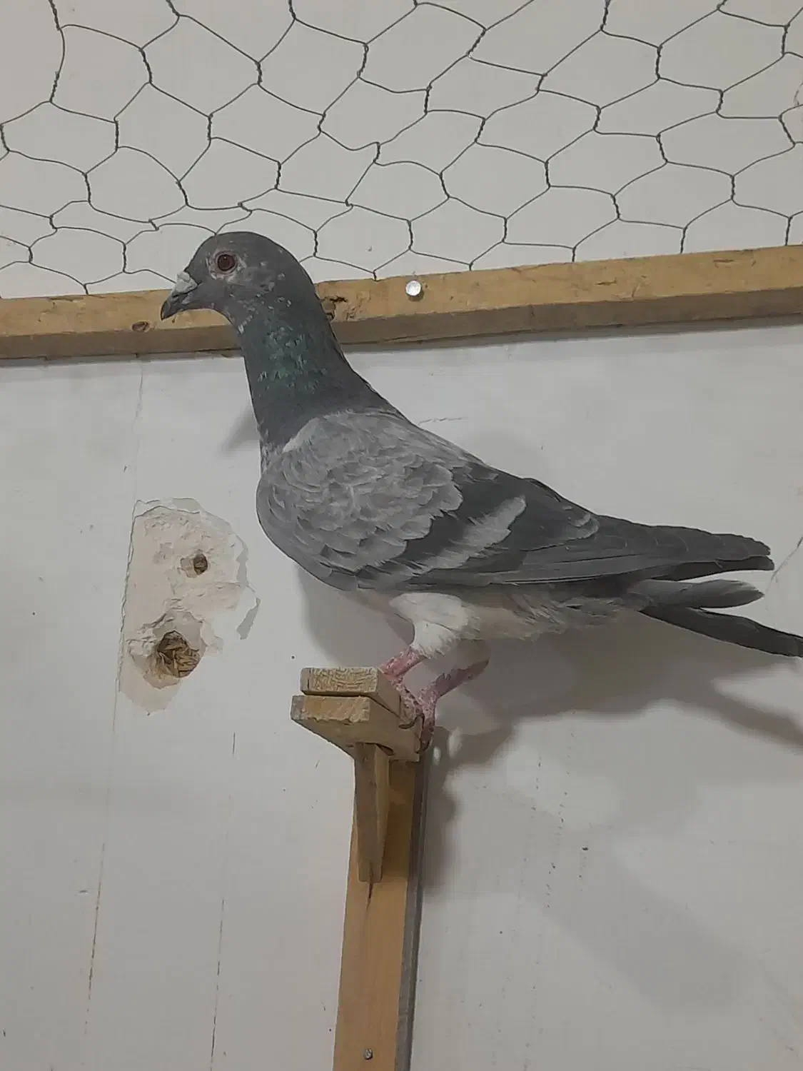 کفتر پرشی کفتر بوم|پرنده|کاشمر, |دیوار