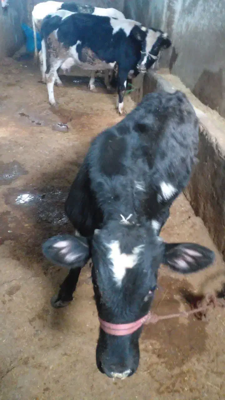 گوساله نر|حیوانات مزرعه|بروجرد, |دیوار