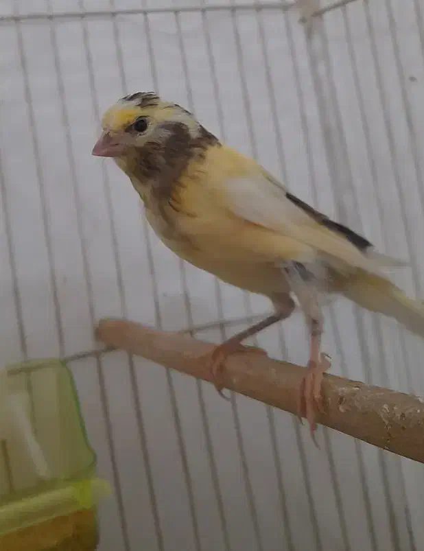 جوجه قناری|پرنده|مشهد, باغون آباد|دیوار