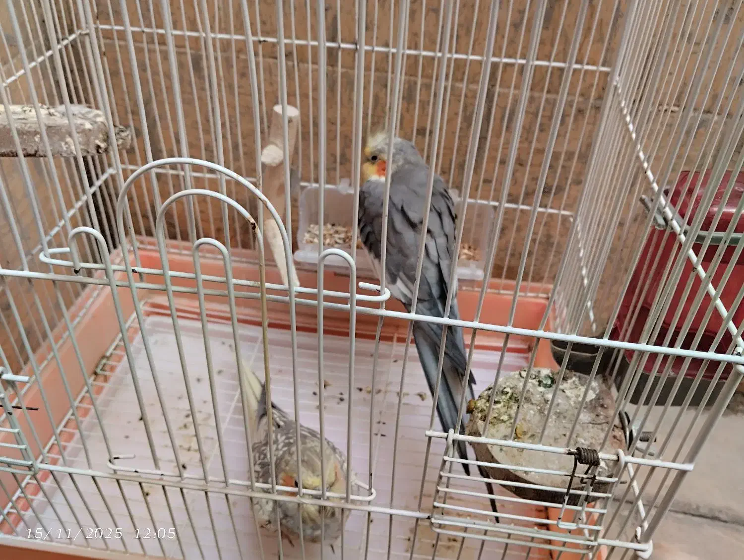 عروس هلندی جفت|پرنده|یزد, |دیوار