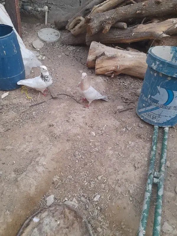 کبوتر جایزان|پرنده|بهبهان, |دیوار